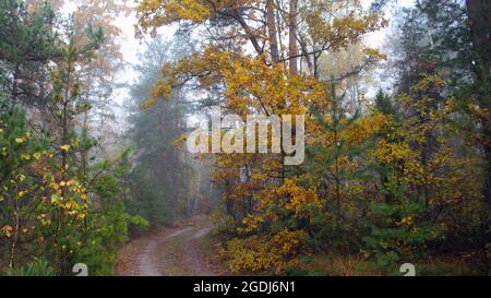 Schöner Wald an einem nebligen Herbstmorgen. Bäume mit gelben Blättern. Forststraße, die zu einem nebligen Wald mit abgefallenen Blättern führt. Stockfoto