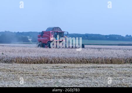 Maastricht, Niederlande. August 2021. Die Sonne ist untergegangen, aber die Arbeiten auf den Feldern müssen noch abgeschlossen sein. Ein Mähdrescher wird verwendet, um die Weizenfelder an einem trockenen Sommerabend zu ernten, wobei Staub in die Luft fliegt. Anna Karpendale/Alamy Live News Stockfoto