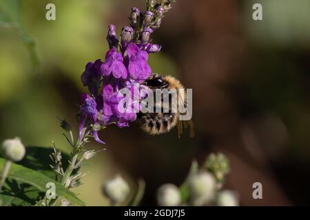 Carder Hummel (Bombus pascuorum) auf der Nahrungssuche Stockfoto