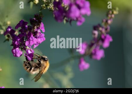Carder Hummel (Bombus pascuorum) auf der Nahrungssuche Stockfoto