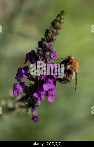 Carder Hummel (Bombus pascuorum) auf der Nahrungssuche Stockfoto
