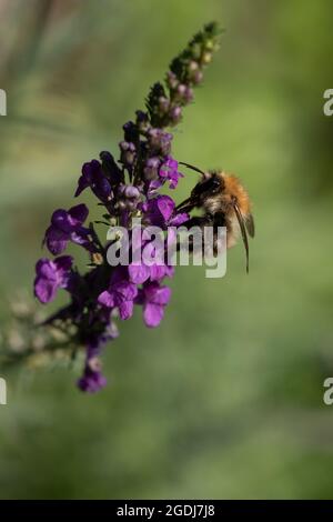 Carder Hummel (Bombus pascuorum) auf der Nahrungssuche Stockfoto