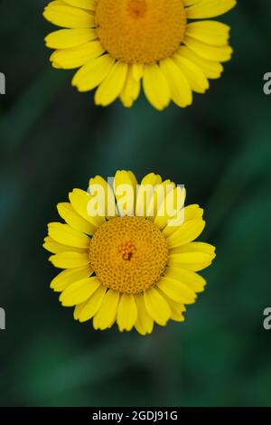 Gelbe Kamille oder goldene marguerite Wildblumen (Cota tinctoria) in voller Blüte in grünen üppigen Sommerfeldern in Waadt, Schweiz während des Sommertages Stockfoto