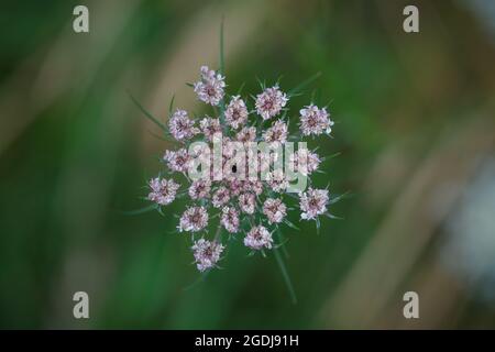 Nahaufnahme von Queen Anne's Lace oder Wildkarotten-Wildblumenblüte (Daucus carota) auf der Sommerwiese in Waadt, Schweiz. Draufsicht mit selektivem Fokus. Stockfoto