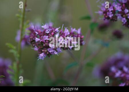 Nahaufnahme eines ziemlich blühenden wilden Oranganokrauts mit kleinen violetten Blüten auf der Sommerwiese. Origanum vulgare oder wilder Majoran. Stockfoto