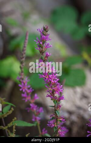 Farbenfrohe, hübsche Blüten der Purple Loosestrife (Lythrum salicaria) Pflanze, die in der Sommersaison auf der Straßenseite im natürlichen Waadtländer Wald wächst Stockfoto