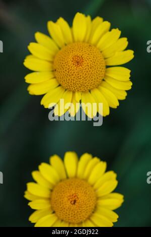 Gelbe Kamille oder goldene marguerite Wildblumen (Cota tinctoria) in voller Blüte in grünen üppigen Sommerfeldern in Waadt, Schweiz während des Sommertages Stockfoto