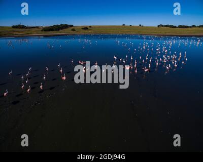 Flamingos fock in einer Lagune von Pampas, Provinz La Pampa, Patagonien, Argentinien Stockfoto