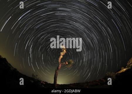 Twentynine Palms, Kalifornien, USA. August 2021. Die digitale Zusammenstellung eines Zeitrafferfotos erfasst Sternspuren über dem Joshua Tree National Park in Twentynine Palms. (Bild: © Ringo Chiu/ZUMA Press Wire) Bild: ZUMA Press, Inc./Alamy Live News Stockfoto