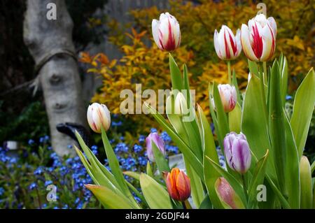 Verschiedene farbige Tulpen, Tulipa, blühend in einem Blumenbeet mit weichem natürlichen Hintergrund Stockfoto