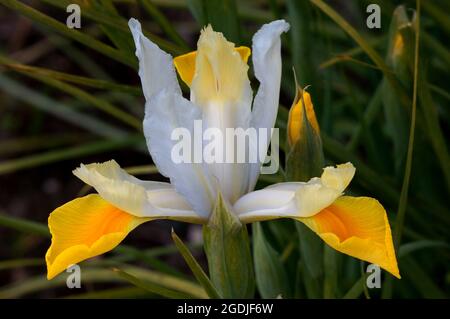 Nahaufnahme der gelb-weißen Lilly (Lilium bulbiferum) im Frühling Stockfoto