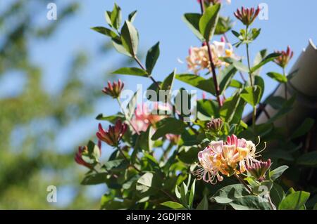 Rosa Honeysuckle 'Lonicera' blüht auf einem Busch mit weichem Fokus blauem Himmel Hintergrund Stockfoto