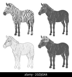 Satz von Vektorgrafiken mit Zebra. Isolierte Objekte auf weißem Hintergrund. Stock Vektor