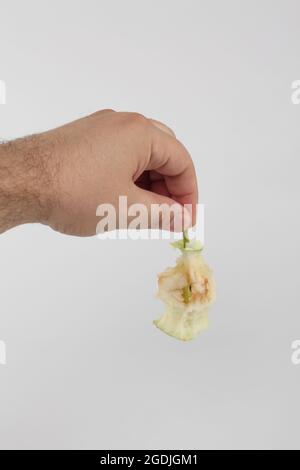 Apfelstummel in einer Männerhand auf weißem Hintergrund. Ein gefressen Apfelkern isoliert auf weißem Hintergrund. Stockfoto