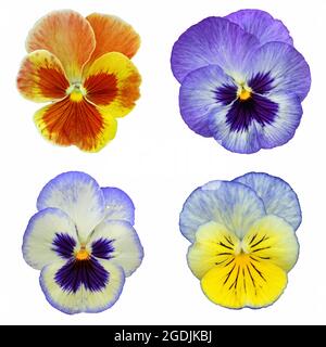 Collage mit 4 Pansy - isoliert auf weißem Hintergrund Stockfoto