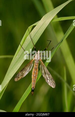 Kranich, Kranich, Kranich (Tipula varipennis, Tipula variipennis), an einem Grashalm, Österreich Stockfoto