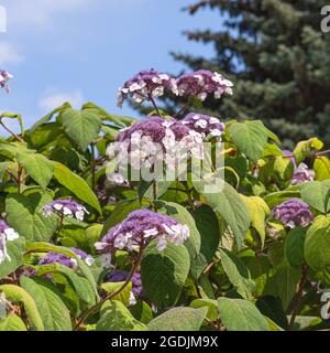 Raubbbbblättrige Hydrangea (Hydrangea aspera 'macrophylla', Hydrangea aspera macrophylla), blühende Sorte macrophylla Stockfoto