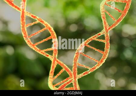 DNA-Molekül, Abbildung Stockfoto