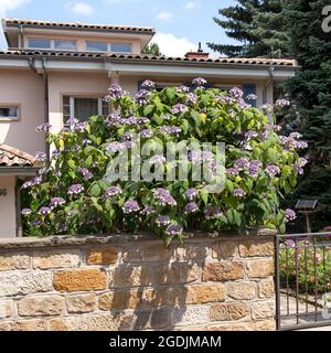 Raubbbblättrige Hydrangea (Hydrangea aspera 'macrophylla', Hydrangea aspera macrophylla), blühend in einem Vorgarten, Sorte macrophylla Stockfoto