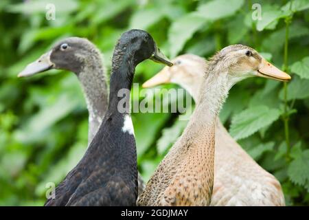 Indian Runner Duck, Indian Runner (Anas platyrhynchos f. domestica), vier Indian Runner Ducks, Portrait Stockfoto