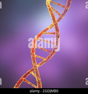 DNA-Molekül, Abbildung Stockfoto