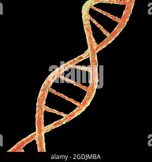DNA-Molekül, Abbildung Stockfoto