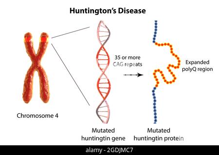 Molekulare Genese der Huntington-Krankheit, 3D-Illustration Stockfoto