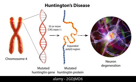 Molekulare Genese der Huntington-Krankheit, 3D-Illustration Stockfoto