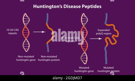 Molekulare Genese der Huntington-Krankheit, 3D-Illustration Stockfoto