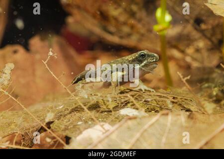 Gewöhnlicher Frosch, Grasfrosch (Rana temporaria), Kaulquappe kurz vor der Metamorphose, Deutschland Stockfoto