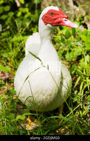 Barberente (Cairina moschata), auf einer Wiese Stockfoto