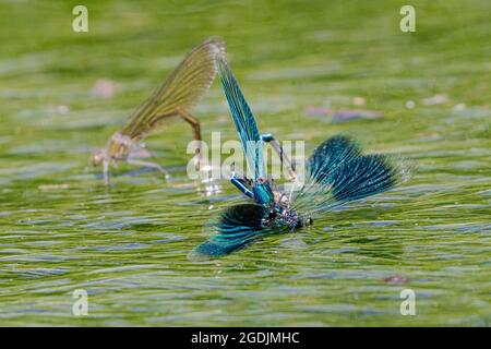 Gebänderte schwarzflügel, gebänderter agrion, gebänderte demoiselle (Calopteryx splendens, Agrion splendens), kämpfende Männchen, Weibchen im Hintergrund Eier legen, Stockfoto