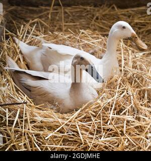 Indian Runner Duck, Indian Runner (Anas platyrhynchos f. domestica), zwei Indian Runner Ducks Zucht Stockfoto