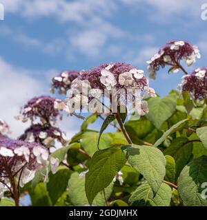 Raubbbbblättrige Hydrangea (Hydrangea aspera 'macrophylla', Hydrangea aspera macrophylla), blühende Sorte macrophylla Stockfoto