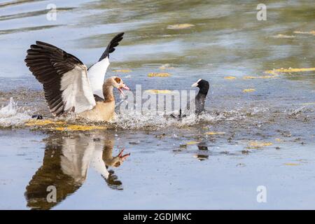 Schwarzer Ruß (Fulica atra), greift ägyptische Gans an, die sich dem Brutgebiet nähert, Deutschland, Bayern, Speichersee Stockfoto