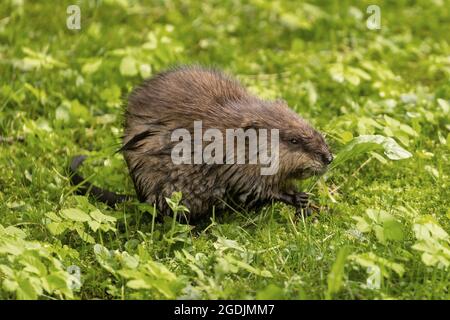 Bisamratte (Ondatra zibethicus), füttert den Dandelion auf einer Wiese, Deutschland, Bayern Stockfoto