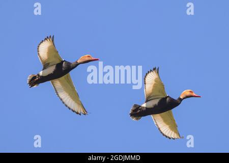 Rotcresttapard (Netta rufina), zwei brütungsgefärbte Draken im Flug, Deutschland, Bayern Stockfoto