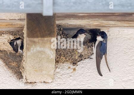 Gemeinsames Haus martin (Delichon urbica, Delichon urbicum), das Nest baut, Deutschland, Bayern Stockfoto