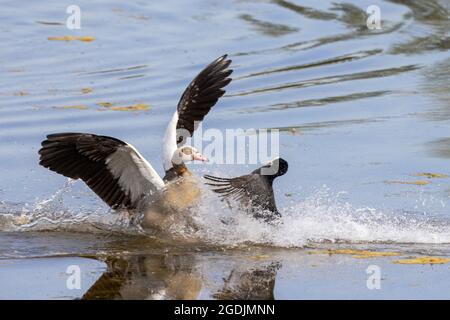 Schwarzer Ruß (Fulica atra), greift ägyptische Gans an, die sich dem Brutgebiet nähert, Deutschland, Bayern, Speichersee Stockfoto