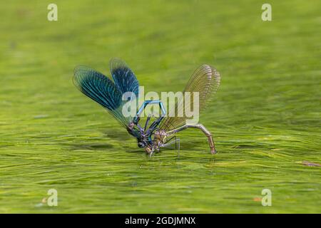 Gebänderte schwarzflügel, gebänderter agrion, gebänderte demoiselle (Calopteryx splendens, Agrion splendens), weibliche Legeeier, die vom Männchen bewacht werden, Deutschland, Stockfoto