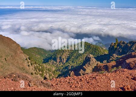 An den Hängen der Caldera de Taburiente sammeln sich Handelswindwolken an. Dort filtern die Kanarischen Kiefern mit ihren langen Nadeln das Wasser heraus Stockfoto