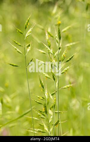 Weiches Schach, weiche Brome (Bromus hordeaceus), blühend, Deutschland, Bayern Stockfoto