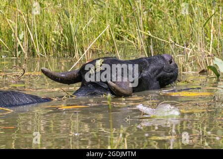 Asiatische Wasserbüffel, Anoas (Bubalus spec.), schwimmen in einem Teich mit einem Frosch auf dem Kopf, der eine Libelle jagt, Deutschland Stockfoto