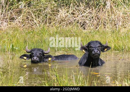 Asiatische Wasserbüffel, Anoas (Bubalus spec.), zwei asiatische Wasserbüffel, die in einem Teich baden, Deutschland Stockfoto