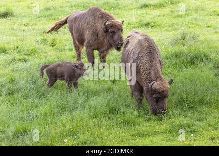 Europäischer Bison, Wisent (Bison bonasus), Weibchen mit Kalb auf einer Wiese, Deutschland, Bayern Stockfoto