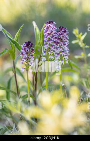 Verbrannte Orchidee, verbrannte Orchidee, verbrannte Orchidee (Orchis ustulata, Neotinea ustulata), drei blühende verbrannte Orchideen, Deutschland, Bayern Stockfoto