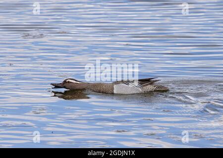 garganey (Anas querquedula), Männchen jagt Mayflies auf der Wasseroberfläche, Deutschland, Bayern Stockfoto