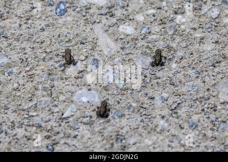 Europäische Kröte (Bufo bufo), 1cm, gerade fertig metamorphose, über eine Straße, Deutschland, Bayern Stockfoto
