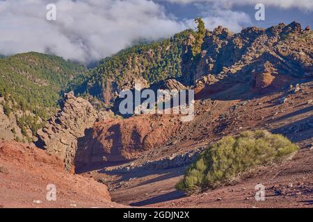 An den Hängen der Caldera de Taburiente sammeln sich Handelswindwolken an. Dort filtern die Kanarischen Kiefern mit ihren langen Nadeln das Wasser heraus Stockfoto