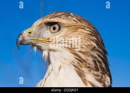 Rotschwanzhawk (Buteo jamaicensis), Porträt, Seitenansicht Stockfoto